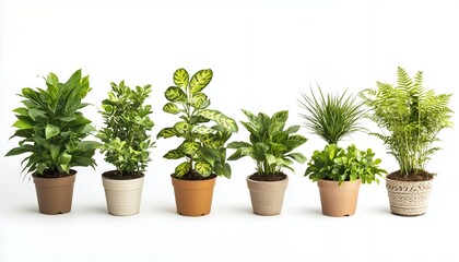 Fototapeta premium Various Indoor Plants in Pots for Home Decor