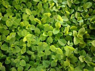 A collection of fresh, green bamboo stalks arranged closely together, showcasing their natural, sleek appearance. 