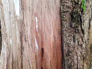 A close-up image of tree bark, showing detailed textures of rough bark and smooth wood grain.