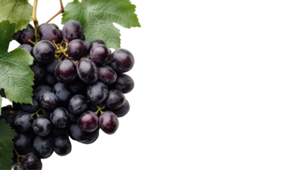 Fresh bunch of grapes on black background for food and drink design - transparent background png