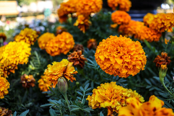 The photo shows a bright garden full of various flowers.