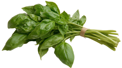 Fresh basil leaves bunch for culinary delights and herbal remedies - transparent background png