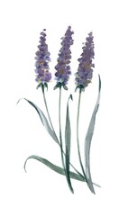  Watercolor branch  lavender isolated on white background.  Illustration for decoration interior home. 