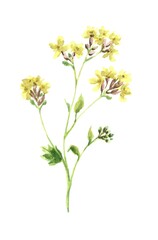  Watercolor  flowers isolated on white background. Illustration for decoration interior home. 