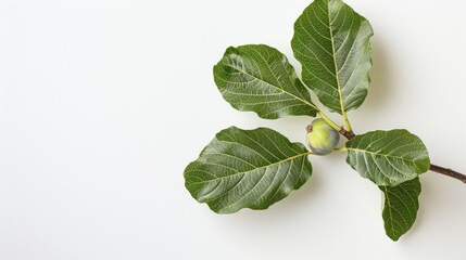 Obraz premium Sweet Fig With Green Leave On White Background