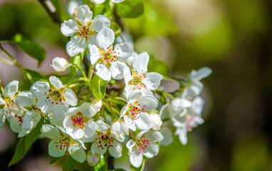 Fototapeta premium Flowering branch of pear in the garden in spring 