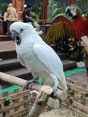 This striking image features a magnificent macaw perched amidst lush foliage, showcasing its vibrant feathers and striking appearance. 