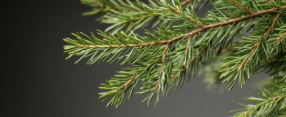 Obraz premium The Green Pine Branch Closeup