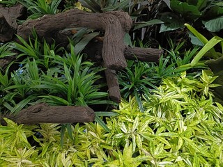 A collection of fresh, green bamboo stalks arranged closely together, showcasing their natural, sleek appearance. 