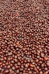 Coffee beans drying in the sun  