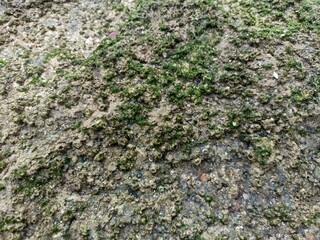 This captivating image showcases a collection of rocks, highlighting their unique textures and natural colors.