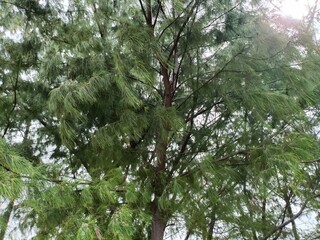 This image showcases a serene view of trees lining a beautiful beach. The lush greenery of the coastal vegetation contrasts beautifully with the sandy shores and vibrant blue ocean.