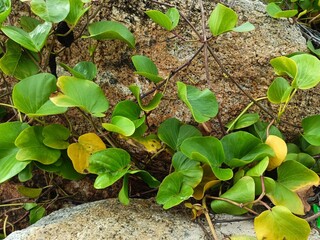 This image features Ipomoea pes-caprae, commonly known as beach morning glory.