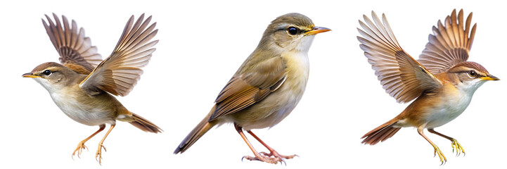 Fototapeta premium Set of A bush warbler bird in flight and perched, highlighting its earthy brown plumage. Ideal for nature and wildlife photography on transparent background