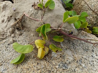 This image features Ipomoea pes-caprae, commonly known as beach morning glory.