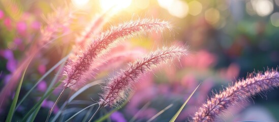 Blurred Flowers Of African Fountain Grass Fountain Grass Purple Grass Swaying Along The Wind In The Ornamental Garden With Blurry Background In The Morning - Powered by Adobe