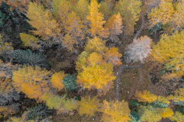 Flying over the autumn forest, drone view