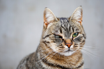 A pet cat has a festering eye. The animal has health problems.