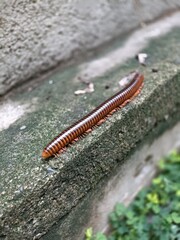 Millipede is walking on the concrete floor near the house.