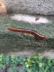 Millipede is walking on the concrete floor near the house.