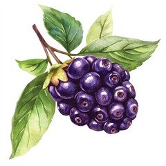 Chokeberry fruit watercolor clipart illustratration
