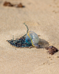 Portuguese man-of-war (Physalia physalis) stranded on a sandy beach