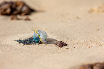 Portuguese man-of-war (Physalia physalis)stranded on a sandy beach