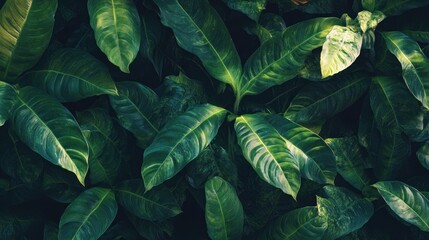Obraz premium Green Leaf Texture