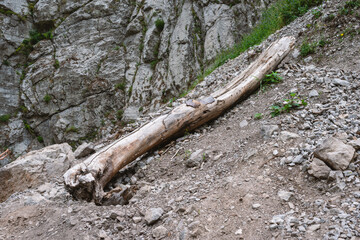 fallen tree trunk