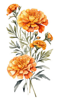 orange marigold flowers watercolor painting clip art preview