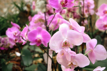  Close up pink Orchids in Stone Garden Setting, blur and selective focus