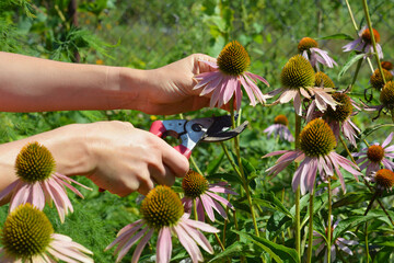 Harvest Echinacea Flowers. Harvest echinacea flowers while they are in full bloom. Gardener...