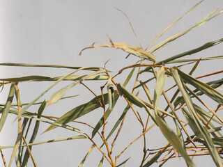 Dried bamboo leaves on a white wall background represent peace or meditation.     