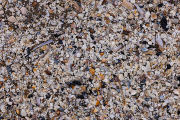 shells and sand on the shore of the northern sea background