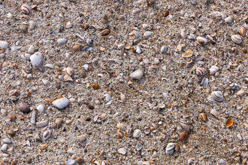 shells and sand on the shore of the northern sea background