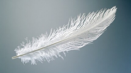 Obraz premium Single white feather with intricate patterns, softly suspended in mid-air against a clear background.