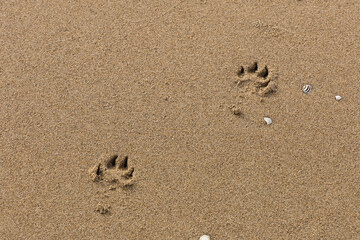 dog tracks on the sand