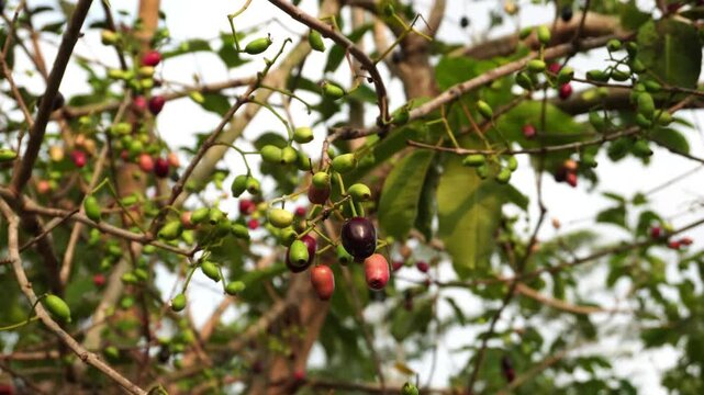 Syzygium cumini fruit in the wind on a tree branch, oval in shape, red to blackish when ripe and green when unripe. This species is also called Black plum, Java plum, Malabar plum, Jamblang and Juwet.