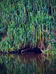 Swamp grass reflecting in the water