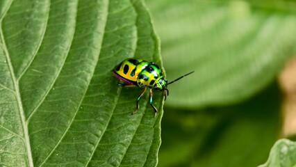 Close-up of a beautiful green beetle resting on a leaf