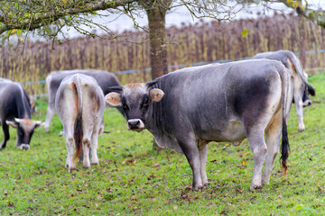 Cow herd of breed R&auml;tisches Grauvieh grazing on meadow at Swiss City of Z&uuml;rich at sunset of an autumn day. Photo taken October 21st, 2024, Zurich, Switzerland.