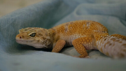 charming gecko rests comfortably, its facial expression reflecting calm and curiosity. This image showcases the endearing qualities of reptiles in a close, personal setting.