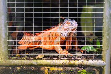 Panther Chameleon (Furcifer Pardalis), captive, Madagascar, Africa
