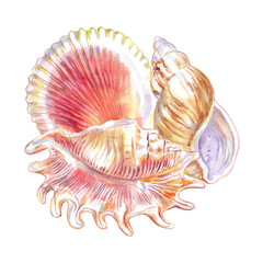 Seashell composition of Scorpion Spider Conch, Rosy Wolf snail, Calico Scallop in watercolor. A marine gastropod mollusks, large sea snails with green, yellow, red, brown spots and stripes