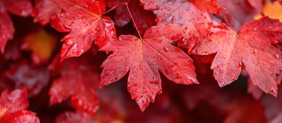 Close-up of red maple leaves with water droplets.