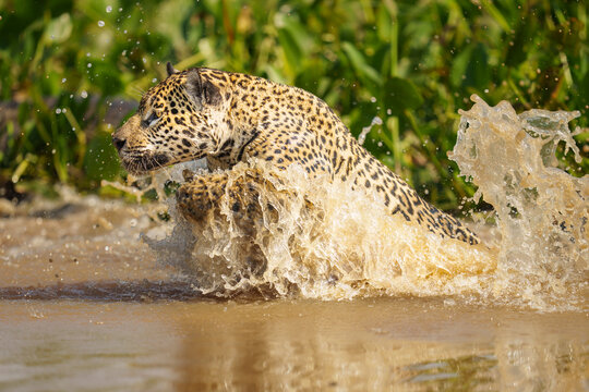 Jaguar in the Pantanal Leaping in the Water