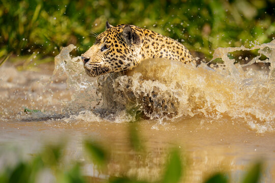 Hunting Jaguar in the Pantanal of Brazil