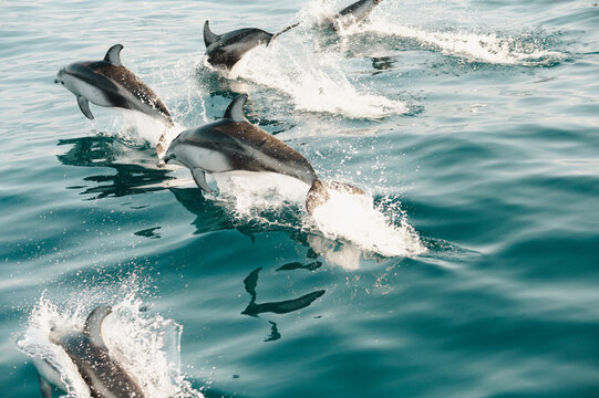 Pod of dolphins jumping out of turquoise water in Monterey Bay