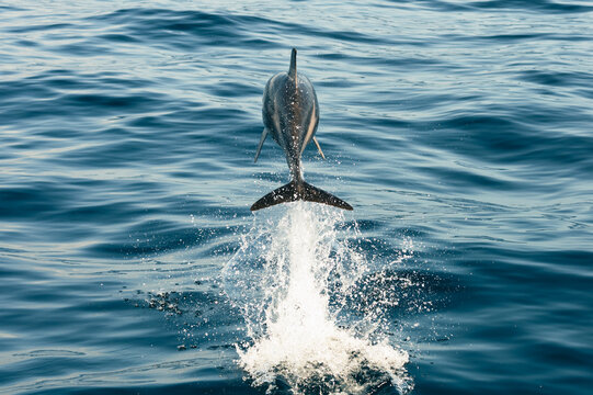 View of dolphin leaping out of water from behind