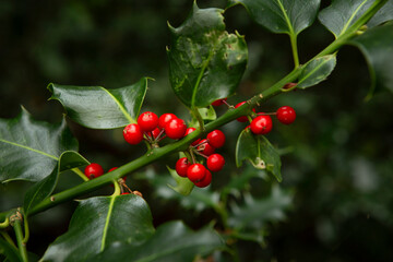 Holly berries in the forest. Christmas.